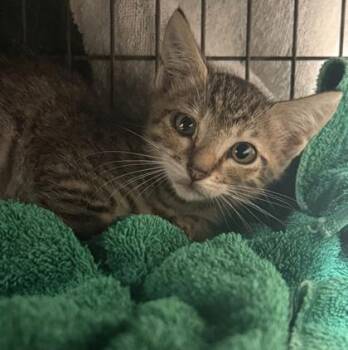 Pulisic -  Domestic Short Hair Cat for Adoption in Honolulu, Hawaii - Pulisic | PetCurious