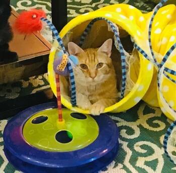 Rescue American Shorthair Cats for Adoption in New York, New York - Lazarus | PetCurious