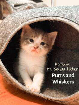 Domestic Short Hair Cats Available for Adoption in New Hartford, New York - Horton | PetCurious