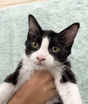 Amber Glenn -  Domestic Short Hair Cat for Adoption in Honolulu, Hawaii - Amber Glenn | PetCurious