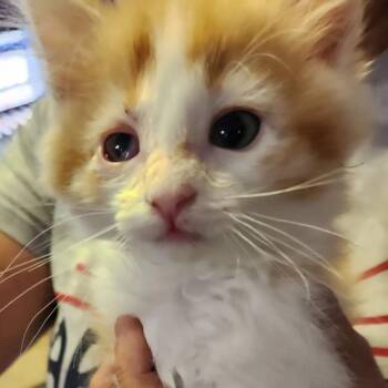 F - Nubbins -  Domestic Medium Hair Cat for Adoption in Arizona City, Arizona - F - Nubbins | PetCurious