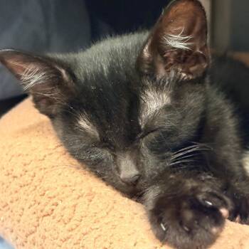 Benny -  Domestic Short Hair Cat for Adoption in West Palm Beach, Florida - Benny | PetCurious