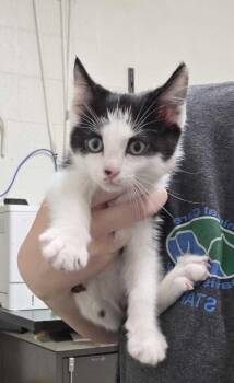 Myling -  Domestic Short Hair Cat for Adoption in Fruit Heights, Utah - Myling | PetCurious