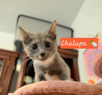 Chalupa -  Russian Blue and Domestic Short Hair Cat for Adoption in Rossville, Georgia - Chalupa | PetCurious