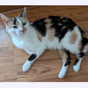 Bebee -  Domestic Short Hair Cat for Adoption in Stoughton, Wisconsin - Bebee | PetCurious