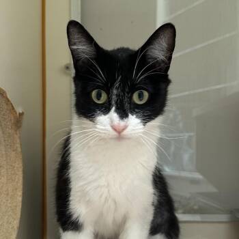 Clara -  Domestic Short Hair Cat for Adoption in Murray, Utah - Clara | PetCurious