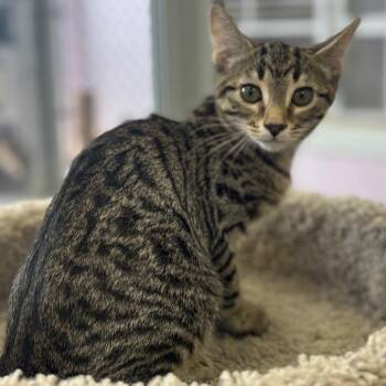 T. J. -  Domestic Short Hair Cat for Adoption in Marshalltown, Iowa - T. J. | PetCurious