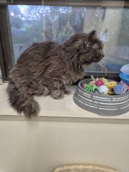 Mozzarella -  Domestic Long Hair Cat for Adoption in Ocean Pines, Maryland - Mozzarella | PetCurious