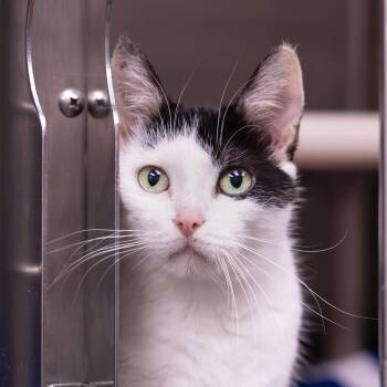 Puff -  Domestic Short Hair Cat for Adoption in Mentor, Ohio - Puff | PetCurious