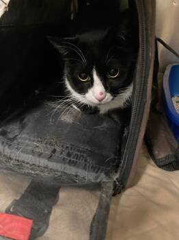 Rescue American Shorthair Cats for Adoption in Meriden, Connecticut - Otis | PetCurious