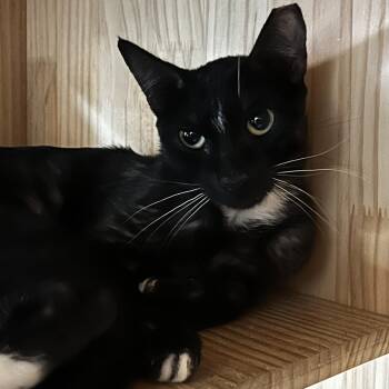 Trix -  Domestic Short Hair Cat for Adoption in Yucca Valley, California - Trix | PetCurious