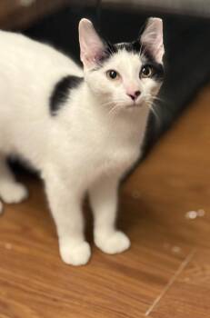 Cash -  American Shorthair Cat for Adoption in Bolivia, North Carolina - Cash | PetCurious