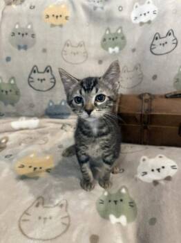 Davy (0398) -  Tiger Cat for Adoption in Zephyrhills, Florida - Davy (0398) | PetCurious