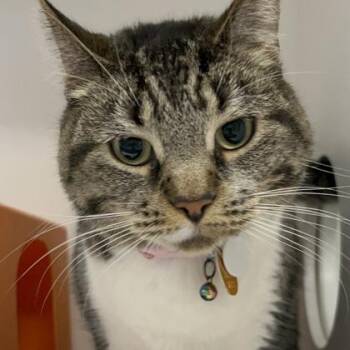 DC -  Domestic Short Hair Cat for Adoption in Janesville, Wisconsin - DC | PetCurious