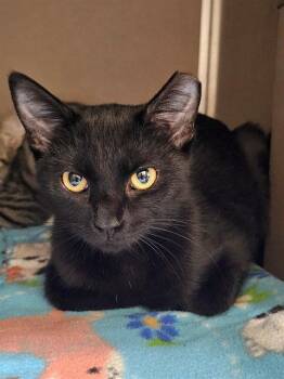EBONY -  Domestic Short Hair Cat for Adoption in Clyde, North Carolina - EBONY | PetCurious