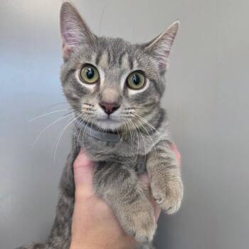 Kacey -  Domestic Short Hair Cat for Adoption in Sand Springs, Oklahoma - Kacey | PetCurious