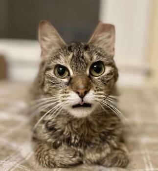 Rescue Domestic Short Hair Cats for Adoption in Richmond, Kentucky - Izzie | PetCurious