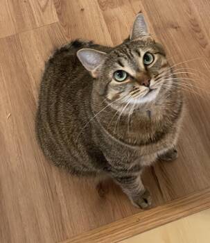 TeraByte -  Tabby and Domestic Short Hair Cat for Adoption in Plain City, Ohio - TeraByte | PetCurious