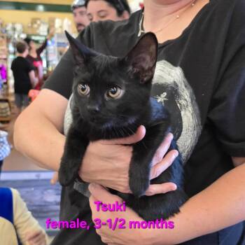 Tsuki -  Domestic Short Hair Cat for Adoption in Buffalo, New York - Tsuki | PetCurious