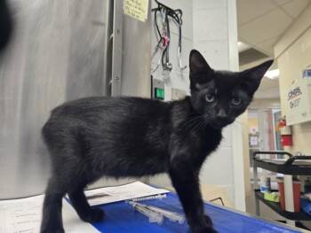 REBEL -  Domestic Short Hair Cat for Adoption in Hagerstown, Maryland - REBEL | PetCurious