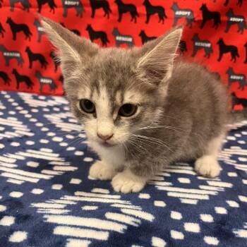 Gary -  Domestic Short Hair Cat for Adoption in Washburn, Missouri - Gary | PetCurious