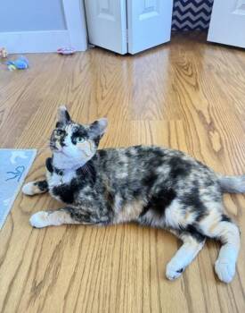 Willow -  Domestic Short Hair Cat for Adoption in Pleasanton, California - Willow | PetCurious