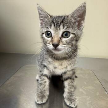Sienna -  Domestic Short Hair Cat for Adoption in Birmingham, Alabama - Sienna | PetCurious