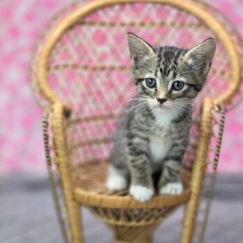 Pepi-C -  Domestic Short Hair Cat for Adoption in East St. Louis, Illinois - Pepi-C | PetCurious