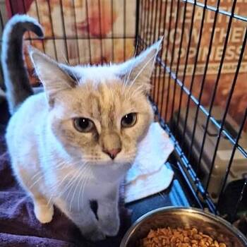 Siamese Cats Available for Adoption - Whisper And Sunset | PetCurious