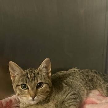 Winona -  Tabby and Domestic Short Hair Cat for Adoption in Antioch, California - Winona | PetCurious
