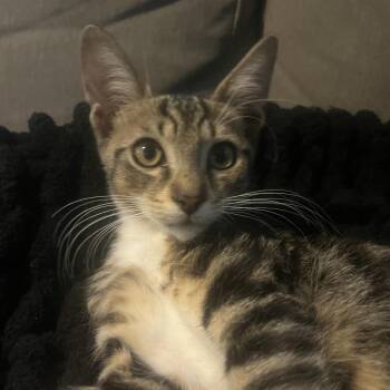 Ajay -  Domestic Short Hair Cat for Adoption in Port Richey, Florida - Ajay | PetCurious