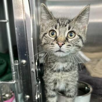 Willis -  Domestic Short Hair Cat for Adoption in Matteson, Illinois - Willis | PetCurious