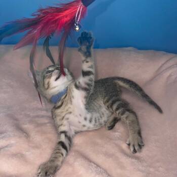 Tabitha -  Domestic Short Hair Cat for Adoption in San Antonio, Texas - Tabitha | PetCurious