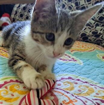 Raina -  Domestic Short Hair and Tabby Cat for Adoption in Savannah, Georgia - Raina | PetCurious