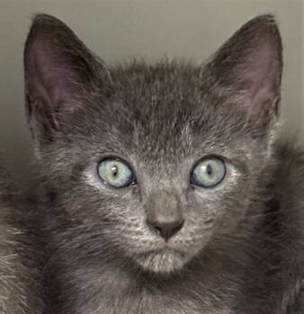 Rescue Domestic Short Hair Cats for Adoption in Cumming, Georgia - Betty Lou Who 1477-25 | PetCurious