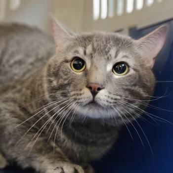 Domestic Short Hair Cats Available for Adoption in Sarasota, Florida - Macaroon | PetCurious