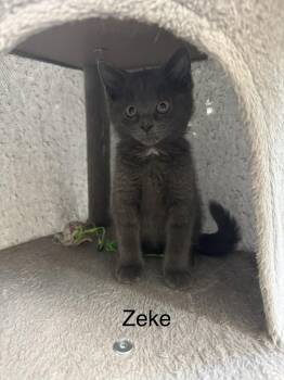 Zeke -  Domestic Short Hair Cat for Adoption in Ulster, Pennsylvania - Zeke | PetCurious
