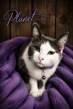 Planet -  Domestic Short Hair Cat for Adoption in Manhattan, Illinois - Planet | PetCurious