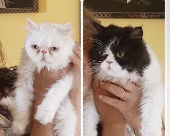 Bonded pair Panda and Atlas -  British Longhair Cat for Adoption in Brampton, Ontario - Bonded Pair Panda And Atlas | PetCurious