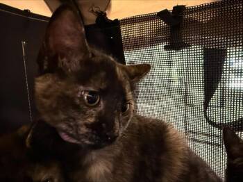 Domestic Short Hair Cats Available for Adoption in Charlotte, North Carolina - A1263609 | PetCurious