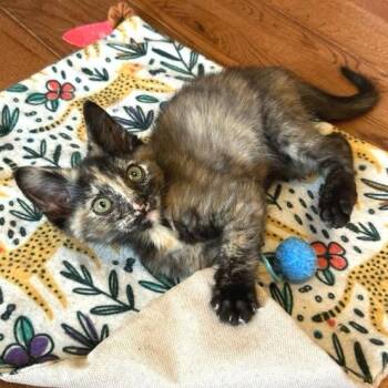 Anchovy -  Domestic Short Hair Cat for Adoption in Cumming, Georgia - Anchovy | PetCurious