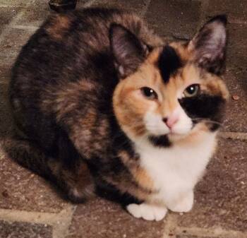 Domestic Short Hair Cats Available for Adoption - Classy | PetCurious