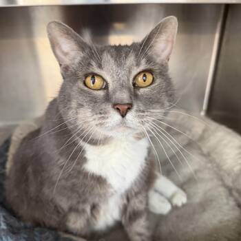 Dixie Doodle CM 6/16 -  Domestic Short Hair Cat for Adoption - Dixie Doodle CM 6/16 | PetCurious