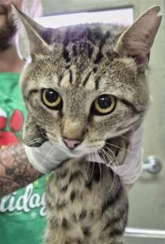 DOZER -  Domestic Short Hair Cat for Adoption in Pensacola, Florida - DOZER | PetCurious