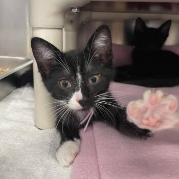 Groovy Glob -  Domestic Short Hair Cat for Adoption in Mentor, Ohio - Groovy Glob | PetCurious