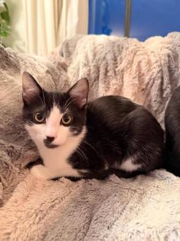 Rescue Domestic Short Hair Cats for Adoption in Burnaby, British Columbia - Poppy | PetCurious