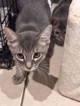 Sable -  Tabby Cat for Adoption in San Antonio, Texas - Sable | PetCurious