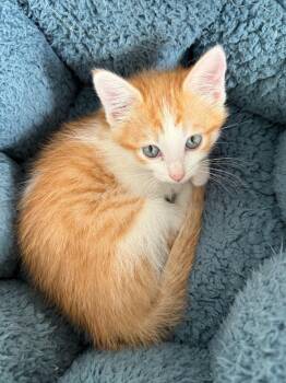 Glenn -  Domestic Medium Hair Cat for Adoption in Millcreek, Utah - Glenn | PetCurious