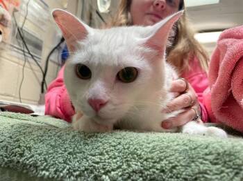 YUKI -  Domestic Short Hair Cat for Adoption in Raleigh, North Carolina - YUKI | PetCurious