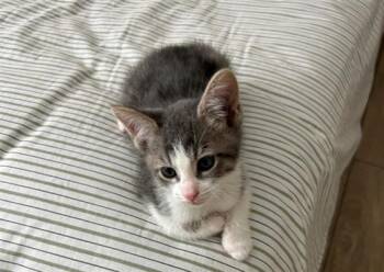 PEANUT -  Domestic Short Hair Cat for Adoption in Tustin, California - PEANUT | PetCurious